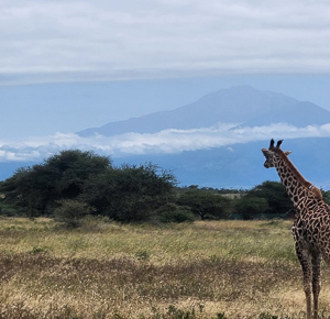 A giraffe in the South African savannah