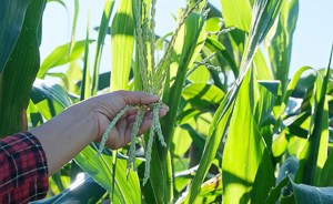 A hand holding a corn tassel in a field of green stalks